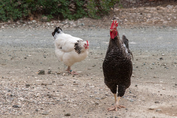 Black chicken (guinea fowl) on gray stony ground