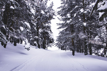 Snow mountain view in the forest during winter trekking