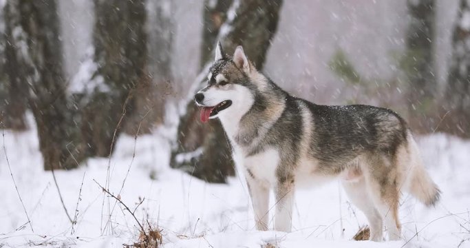 Young Siberian Husky Dog Running Outdoor In Winter Snowy Forest