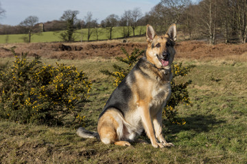 German Shepherd Sitting With Gose Bush and Trees in Background