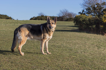 German Shepherd Standing on Heath Land