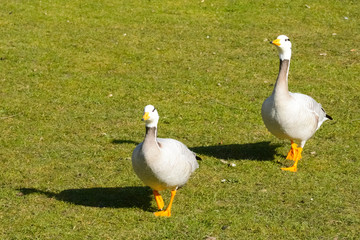geese walk on the green lawn