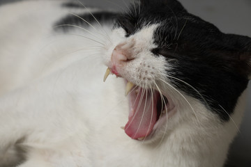 Yawning cat
