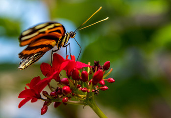 A Pretty Butterfly on a Flower