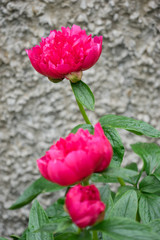 Blütenpracht im Garten - rote Pfingstrosen (Paeonia)