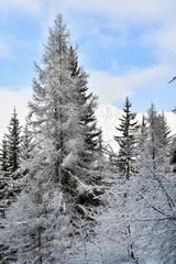 Fototapeta premium Alberi nel bosco innevato