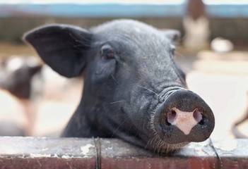 Selective focus at heart shape on black piglet nose / The piglet put his head on the brick wall / Concept of valentine , love sign and cute animal 