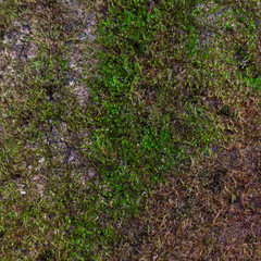 Green moss, grunge texture, background