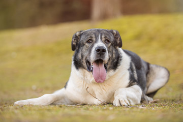 Spanish Mastiff dog lying down in the park with tongue out. 