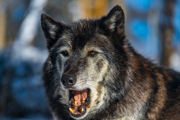Dark Tundra Wolf Closeup