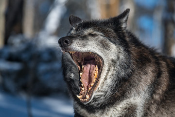 Dark Tundra Wolf Closeup © Kerry Hargrove