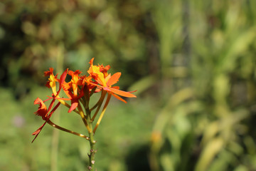 Cluster of orange flowers 