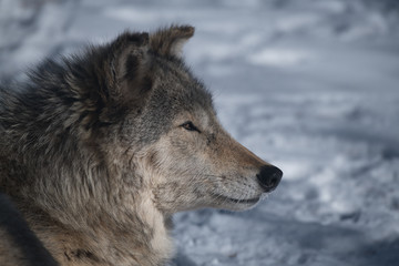 A Timber Wolf in a Snowy Forest