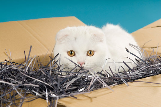 Weiße Katze in einem Karton mit Papier