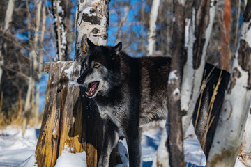 Dark Tundra Wolf in a Snowy Forest