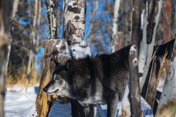 Dark Tundra Wolf in a Snowy Forest