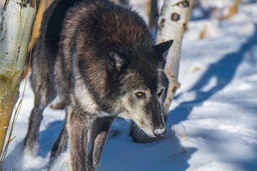 Dark Tundra Wolf Closeup