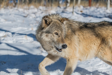 A Timber Wolf in a Snowy Forest