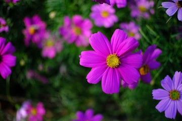 Obraz premium Beautiful nature Pinks flower in nature garden.