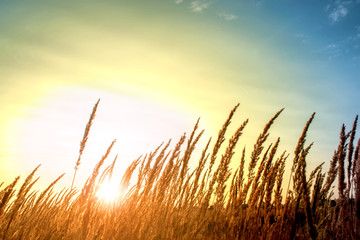 Fototapeta premium Grass in summer time against sunset