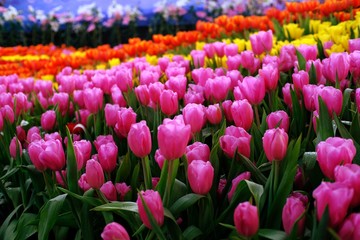 Big field of yellow violet and red tulips in garden.