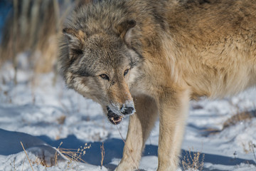 A Timber Wolf in a Snowy Forest