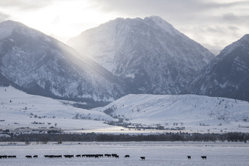 Mountains and cows at sunrise