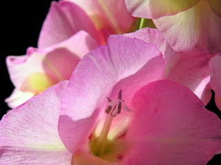 close-up of pink gladiolus isolated on black background,backlit