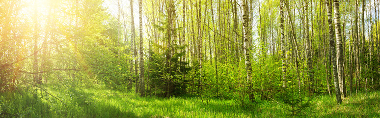 Fototapeta premium birch forest panorama in summer. Sun in the park