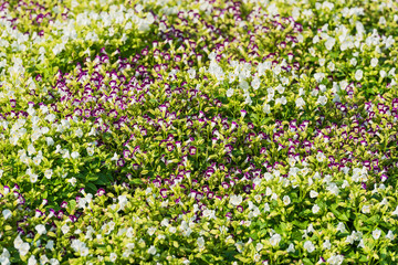 purple spring flowers.