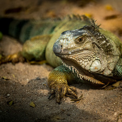 Green Iguana