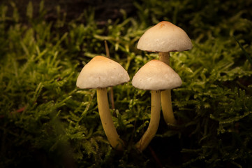 Kleine weiße Pilze auf Moss