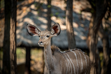 Female greater kudu