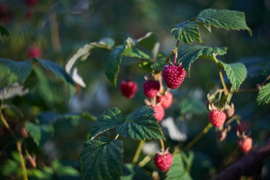 Raspberry Bush.