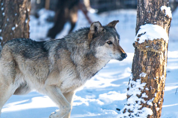 A Timber Wolf in a Snowy Forest