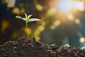Young plant in the morning light growing out from soi