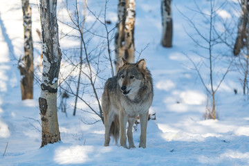 A Timber Wolf in a Snowy Forest during Winter