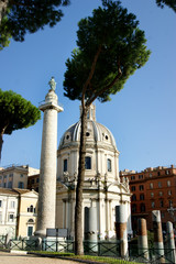 Fototapeta na wymiar Pine in Rome