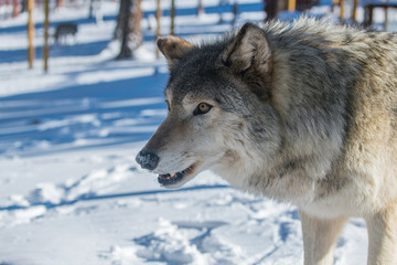 Obraz premium A Timber Wolf in a Snowy Forest during Winter