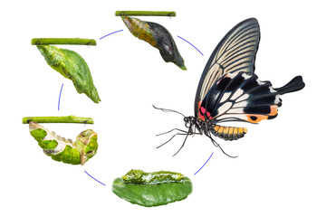 Female Great Mormon (Papilio memnon) butterfly life cycle