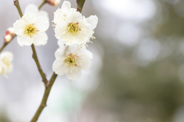 白い梅の花
