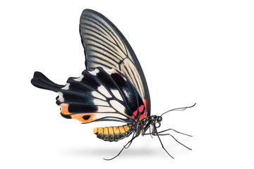 Female Great Mormon (Papilio memnon) butterfly