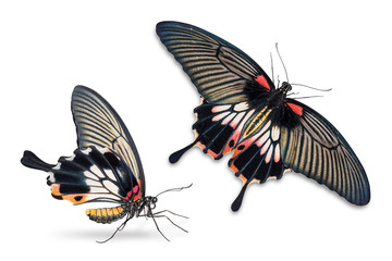 Female Great Mormon (Papilio memnon) butterfly