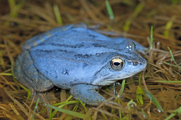 Moorfrosch (Rana arvalis) - Moor frog 
