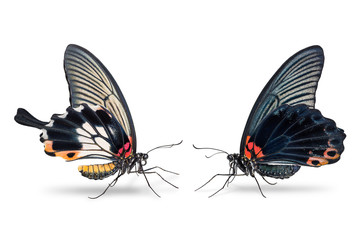 Obraz premium Male and female Great Mormon (Papilio memnon) butterfly