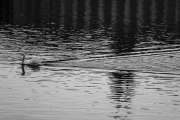 swimming swan