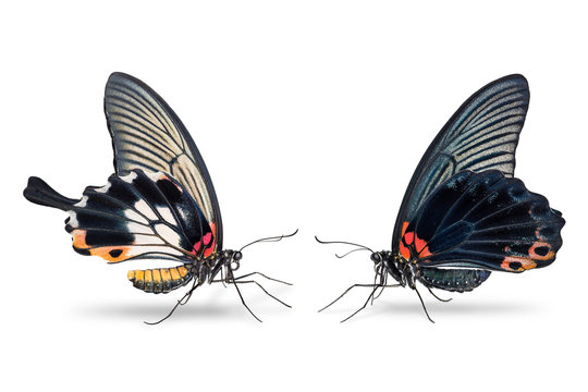 Male and female Great Mormon (Papilio memnon) butterfly