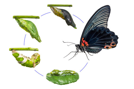 Male Great Mormon (Papilio memnon) butterfly life cycle