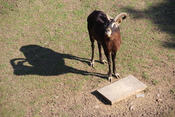 A horned goat admires its shadow 