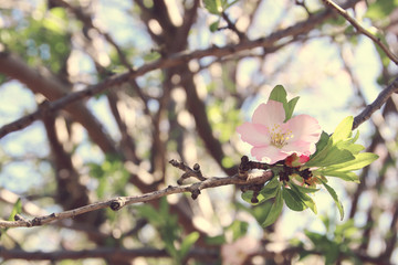 background of spring white cherry blossoms tree. selective focus.